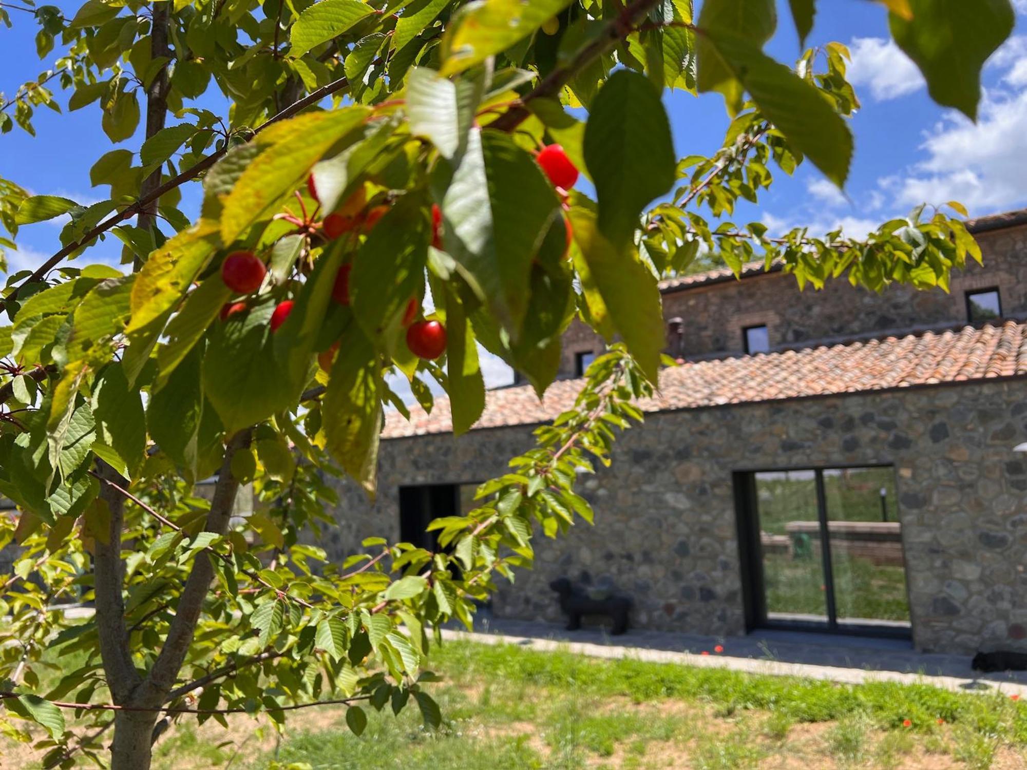 Podere L'Alfina Bio Agriturismo Castel Giorgio Esterno foto