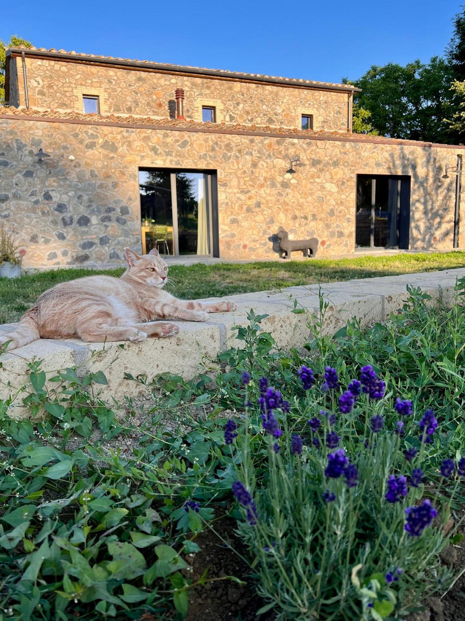 Podere L'Alfina Bio Agriturismo Castel Giorgio Esterno foto