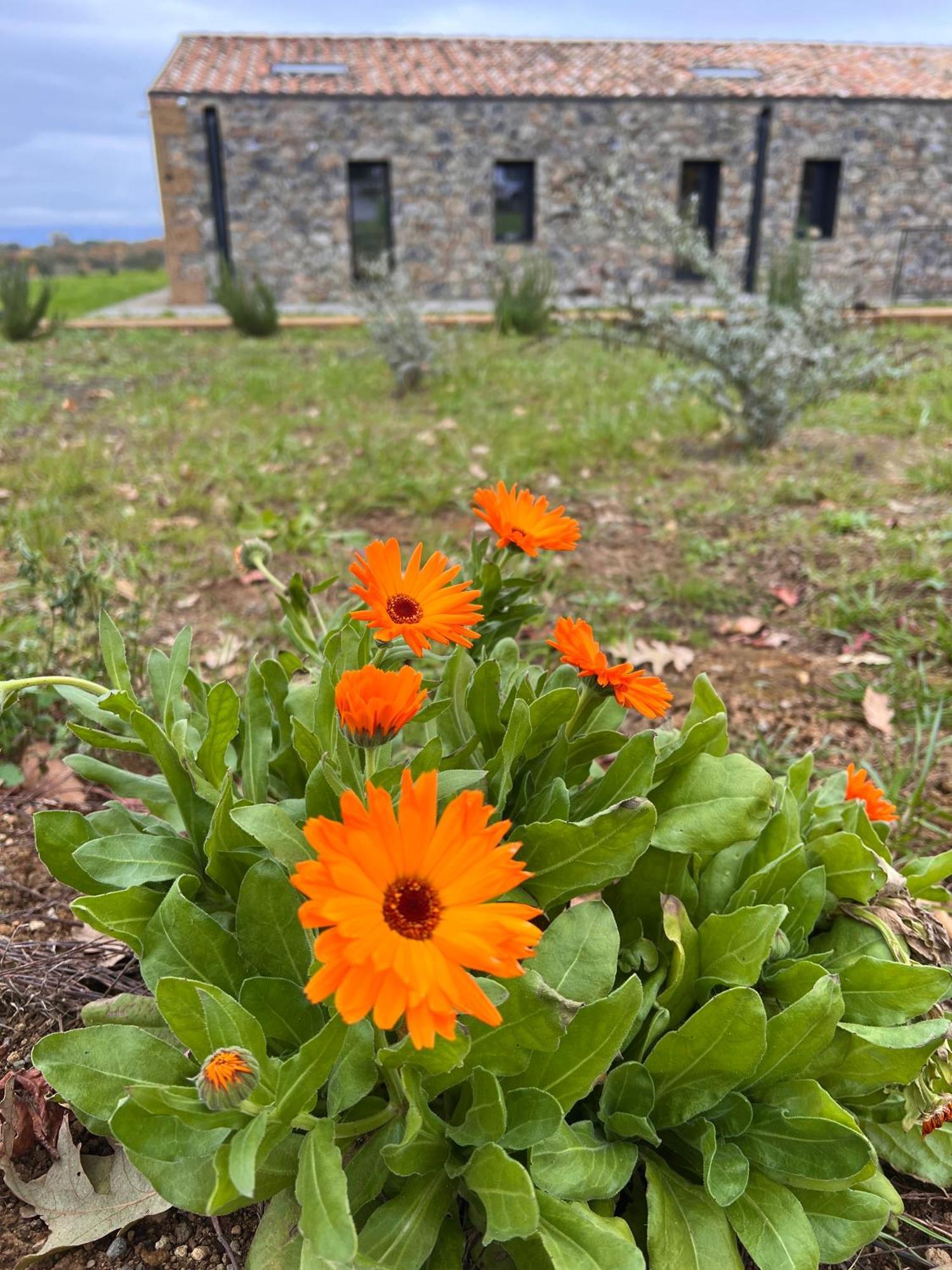 Podere L'Alfina Bio Agriturismo Castel Giorgio Esterno foto