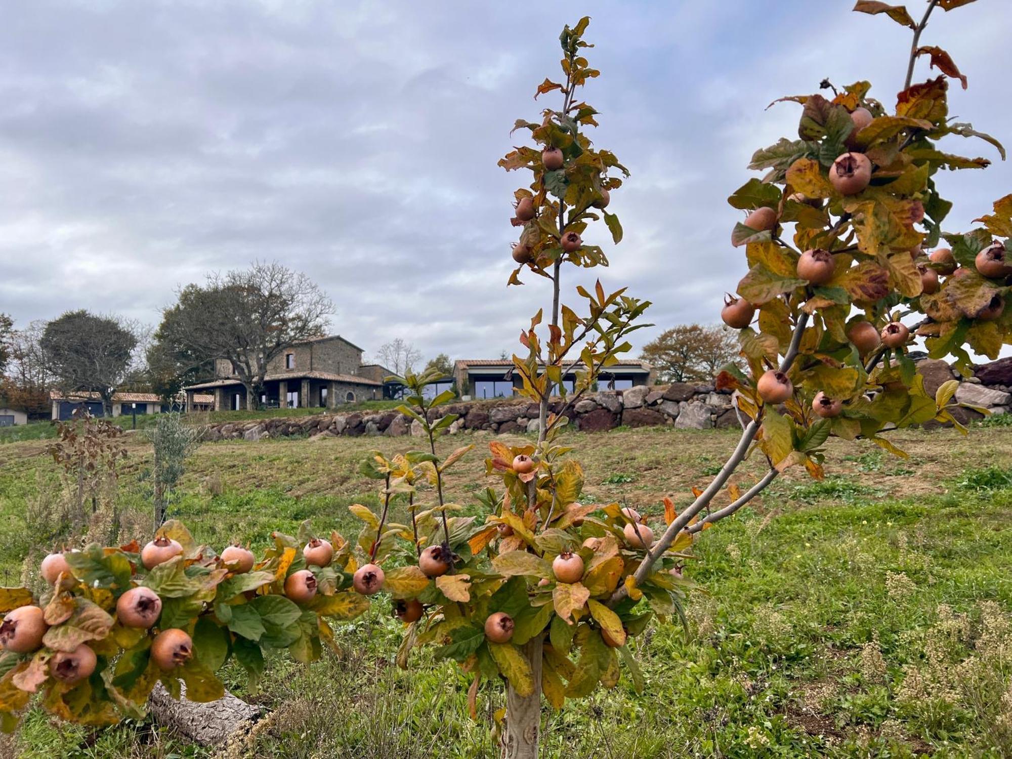 Podere L'Alfina Bio Agriturismo Castel Giorgio Esterno foto